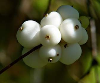 common snowberry symphoricarpas albus toy torpedo