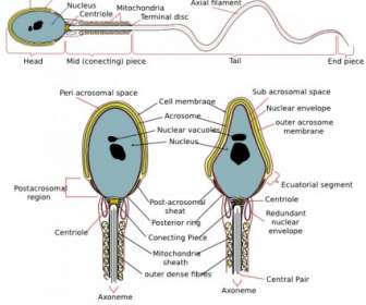 Vollständige Diagramm Eines Menschlichen Spermien-ClipArt