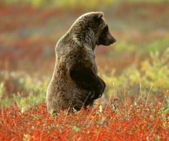 Berkonsentrasi Wallpaper Beruang Hewan