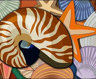 海螺貝殼海星 Psd 分層素材