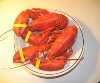 Cotte Maine Lobster