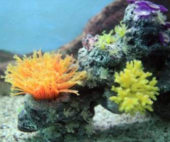 الشعاب المرجانية