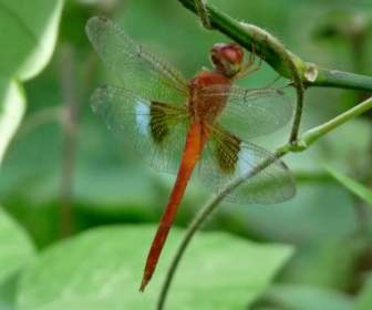 Coral Tailed Cloudwing Dragonfly Insect