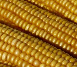 Corn Corn On The Cob Corn Kernels