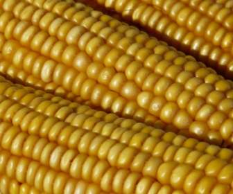 Corn Corn On The Cob Corn Kernels