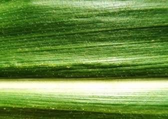 Corn Leaf