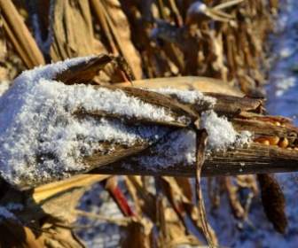 Kukurydzy Z Kolby Kukurydzy śnieg