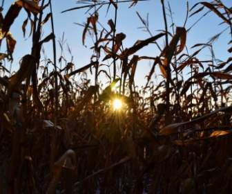 corn sun rays