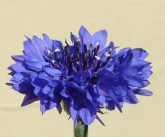 コーンフラワー ブルーの花