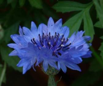 Fiore Blu Fiordaliso