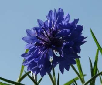Cornflower Blue Flower