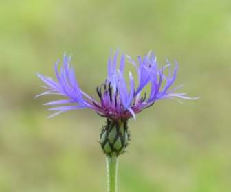 Cornflower Flower Blue