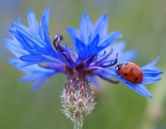 Cornflower Ladybug Siebenpunkt