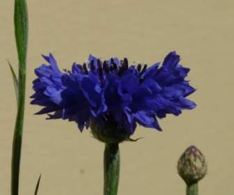 Bleuet Fleur De Feuilles