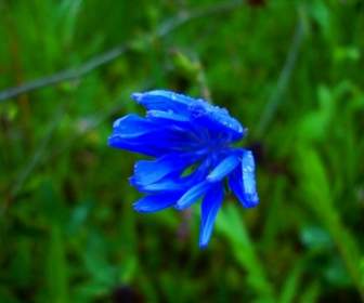 Bleuet Fleurs De Prairie Sauvages
