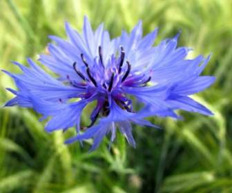 Azul De Verão Cornflower