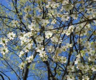 Cornus Florida Dogwood Blossoms