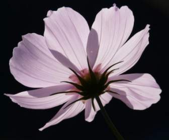 Cosmea 꽃 빛 핑크