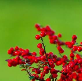 Cotoneaster On Green
