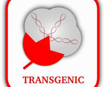 Cotone Transgenico
