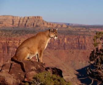 Cougar Wallpaper Kucing Besar Hewan