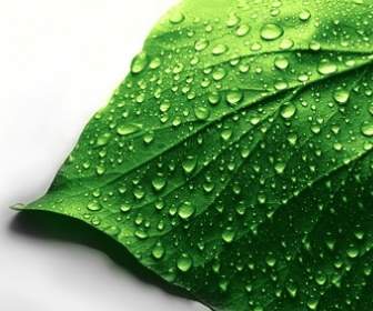 녹색 잎의 물 방울 그림으로 덮여