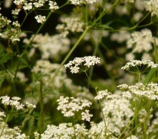 Cow Parsley Chervil Pointed Flower