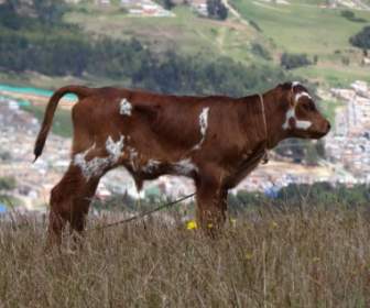 Cow Steer Standing