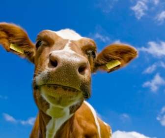 Fondo De Pantalla De Vaca Vacas Animales