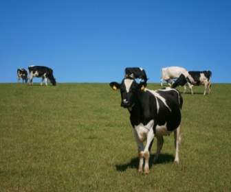 коровы трава луг