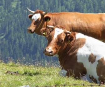 两个母牛的牛