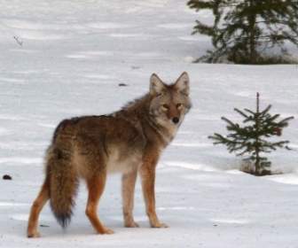 Animal De Coyote Canis Latrans