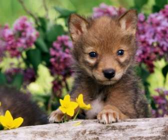 Coyote Pup Wallpaper Baby Animals Animals