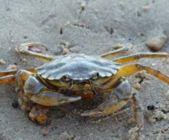 Crab Beach Sand