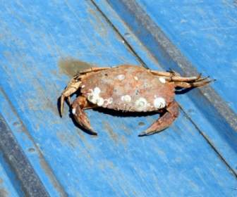 Crab On An Aqua Blue Boat