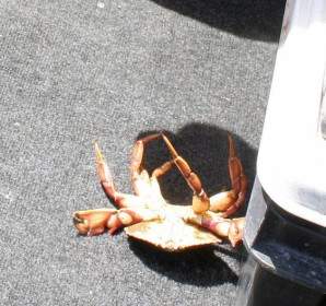 Le Crabe Sur Le Dos