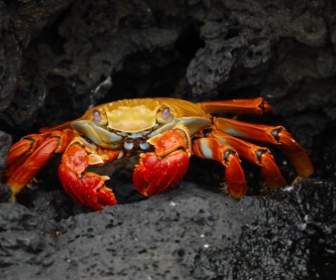 Crab Red Klippenkrabbe Grapsus Grapsus