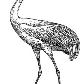 Crane