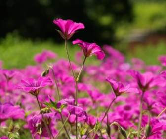Cranesbill Flower Pink