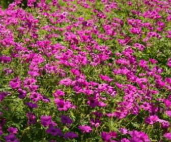 Cranesbill Flower Pink