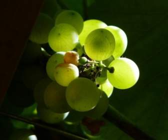 クロアチアのブドウの緑