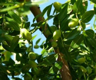 Kroatien Die Oliven-Baum
