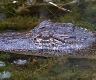 crocodile eyes wilderness