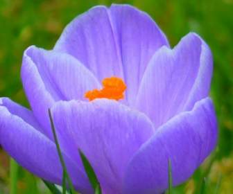 crocus flower purple