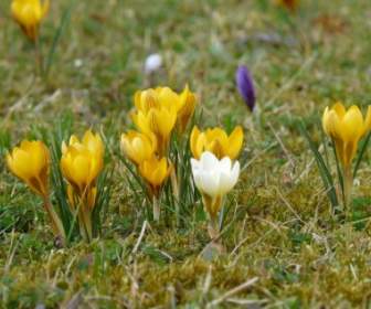 crocus flower spring