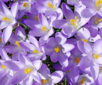 crocus flower spring