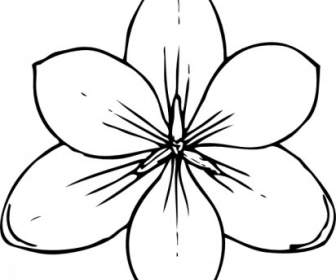 Crocus Flower Top View Clip Art