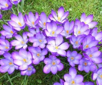 Crocus Flower Violet