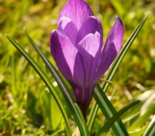 crocus spring purple