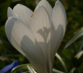 クロッカスの白い花